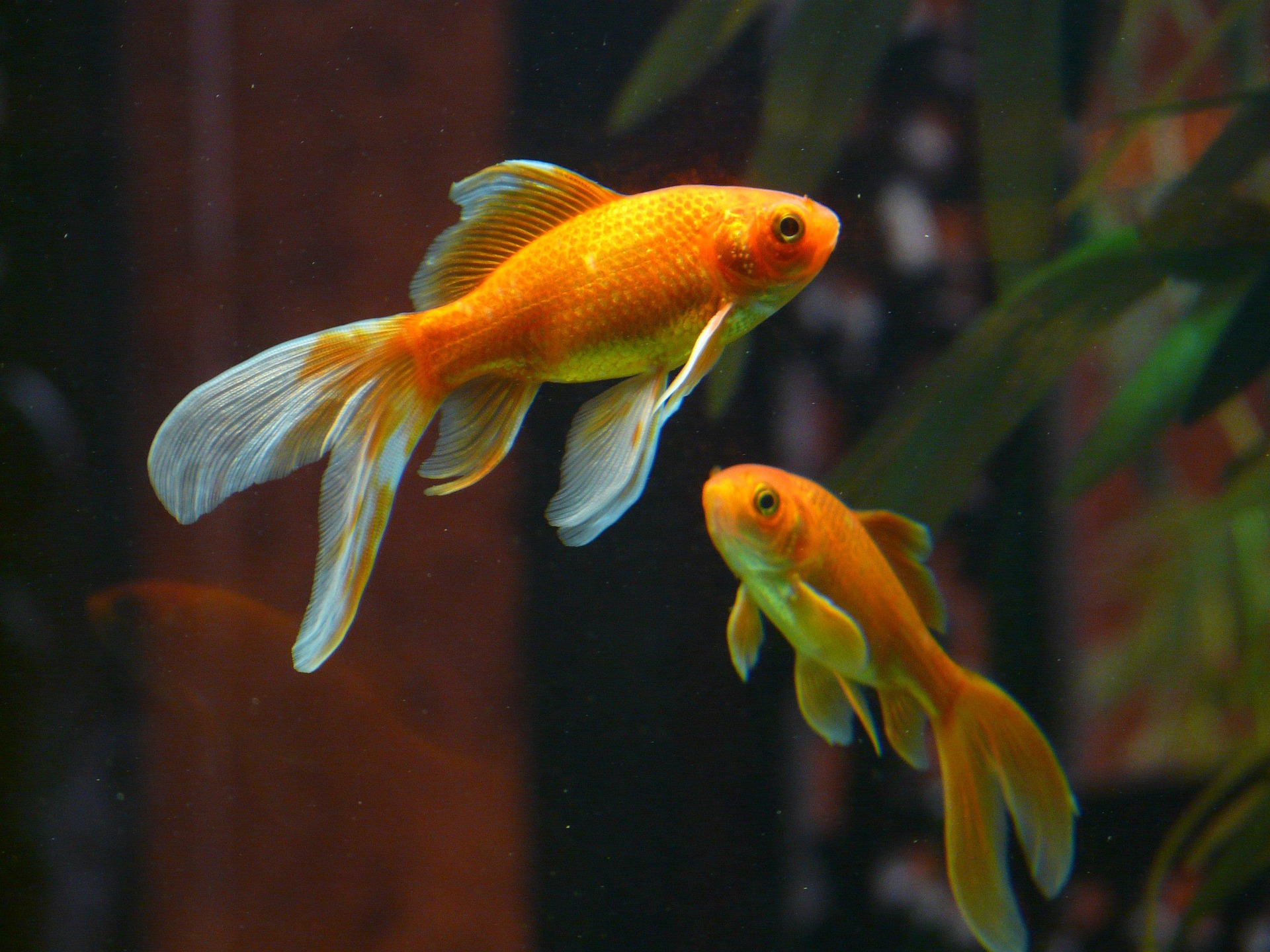 A veil tail fish